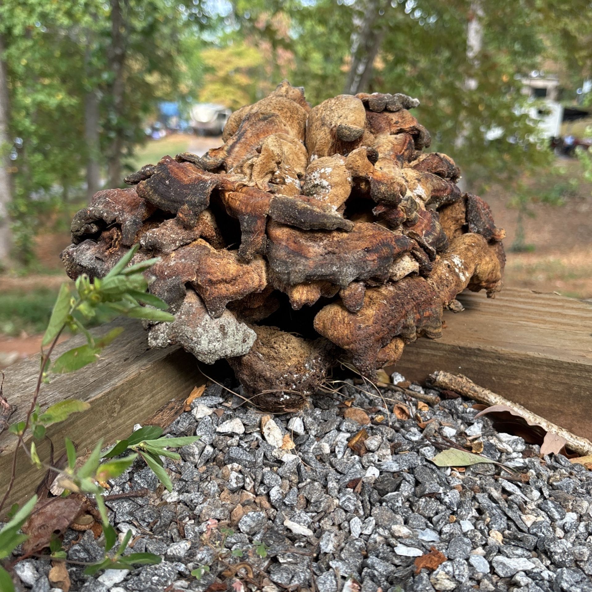 PETRIFIED PTERodOCTYL PooP