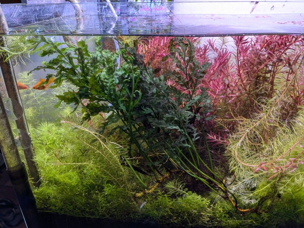 Aquarium Plant - Bolbitis Heudelotii (African Water Fern) Medium