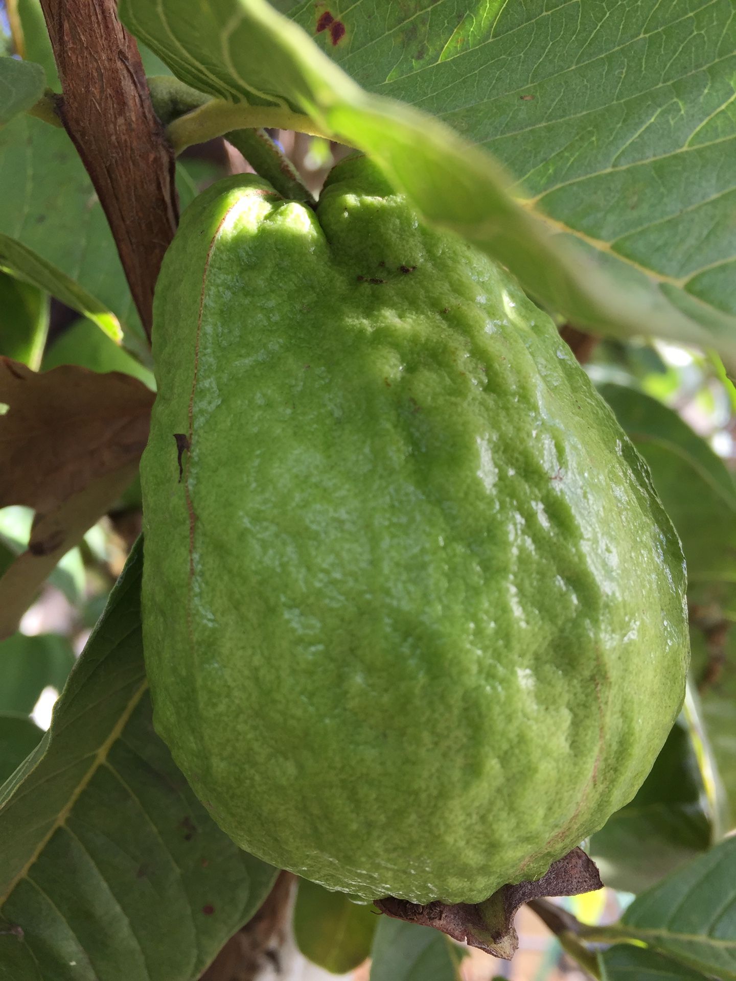 Very crunch Pear shape Guava tree