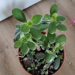 Jade plants (Yes, it's available)