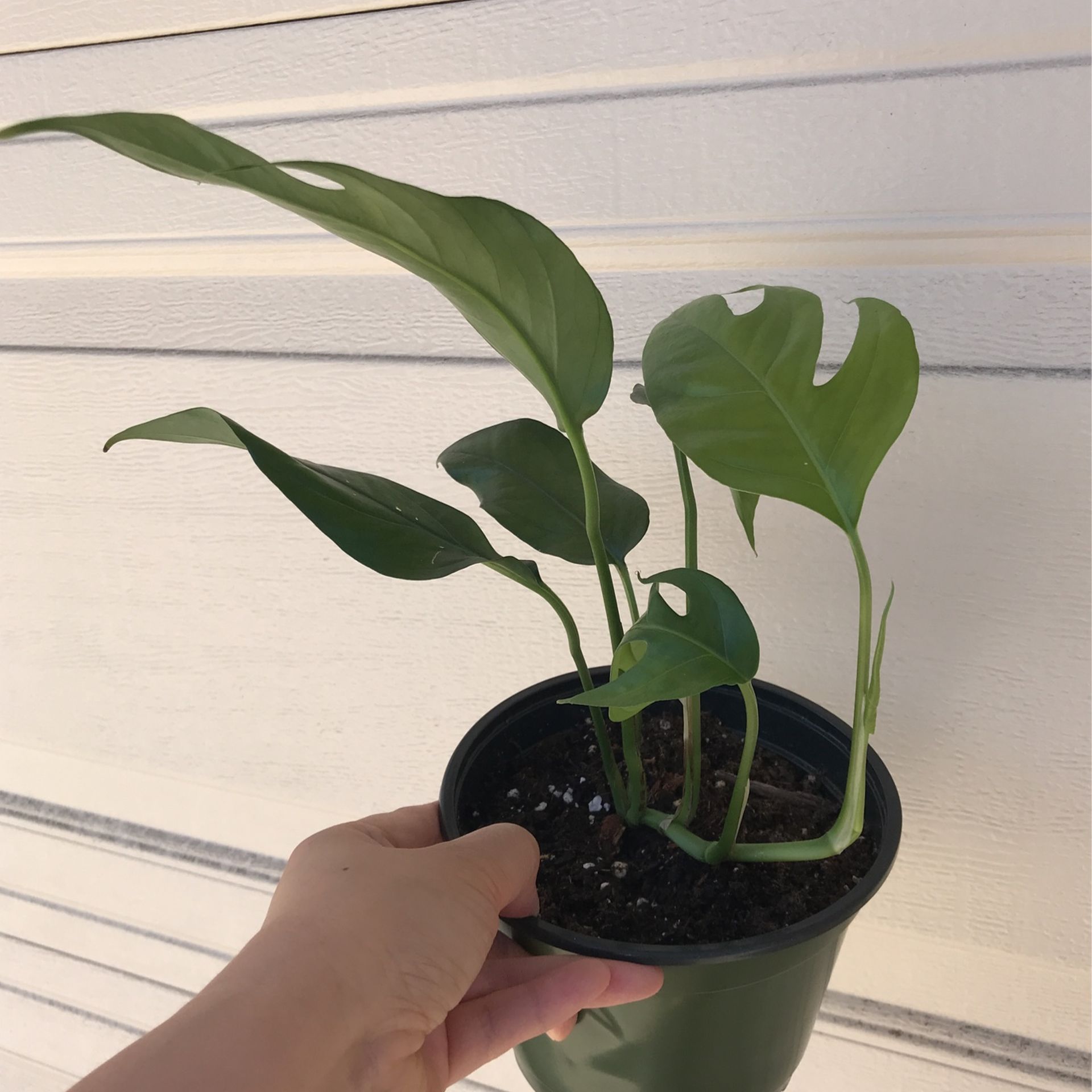 Beautiful Baltic Blue Pothos Plant 6 Pot