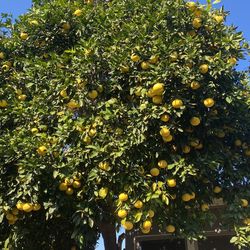 Organic Yellow grapefruit fresh Off Tree