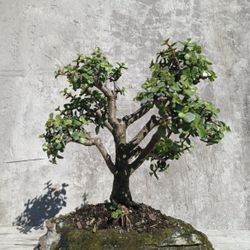 Jade Bonsai 