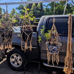 Hanging Plants 3 Total + 2 Hanging Plant Holders