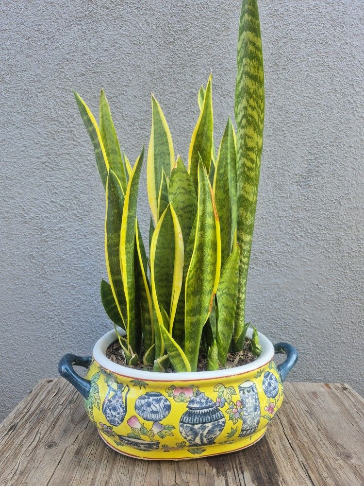 Snake Plant In Decorative Vase