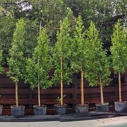 Spectacular Green Buttonwood!!! Fertilized!!! About 7 Feet Tall!!! Perfect For Inmediate Privacy 