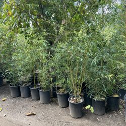 5 Gallon Size Bamboo - Multiple Varieties Available 