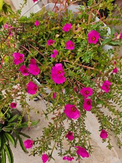 Moss rose in dark pink color