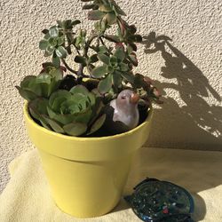 Yellow Clay Planter/Pot  Plants/Succulents-Bird-Glass Turtle