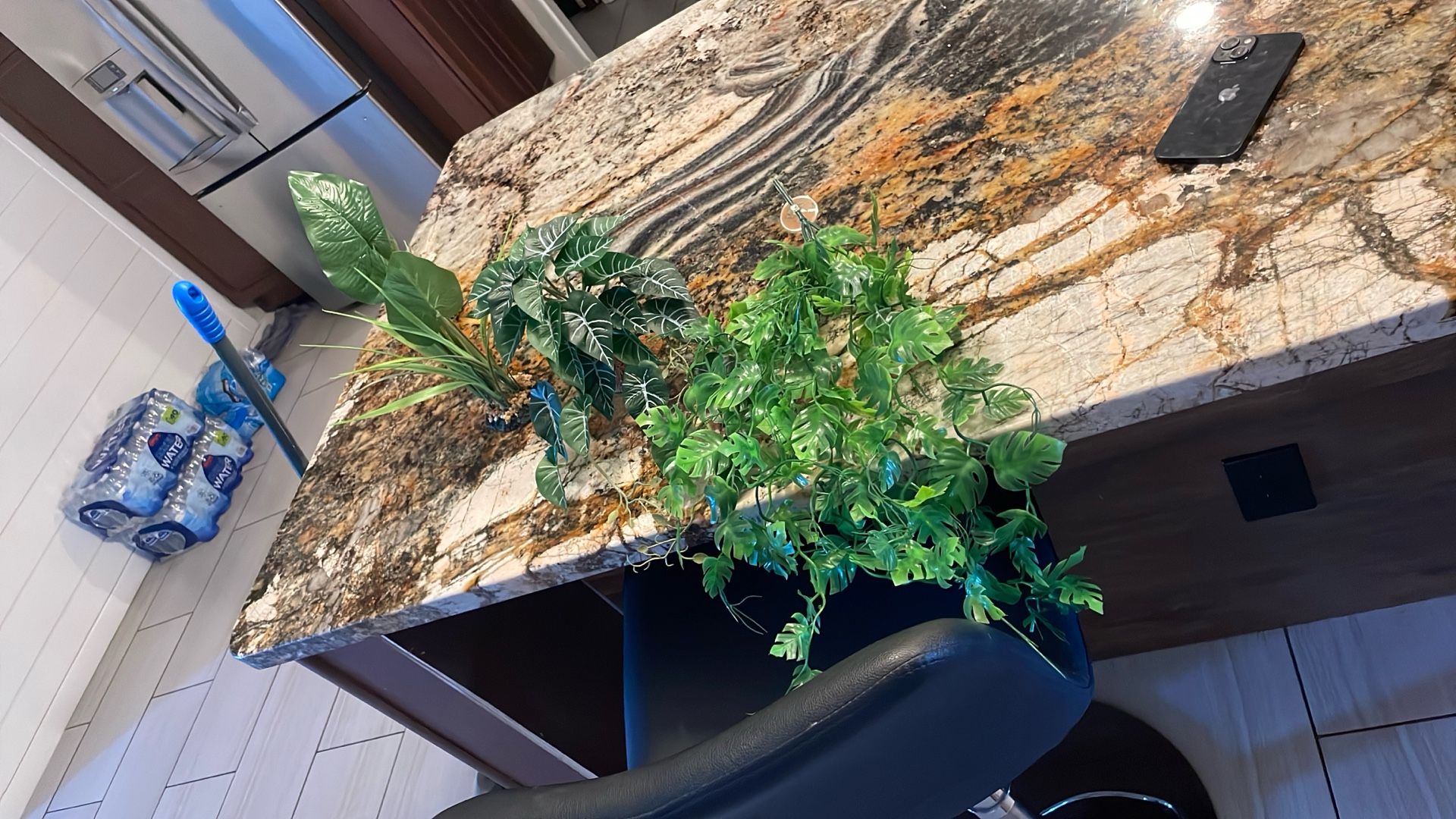 Terrarium Plants