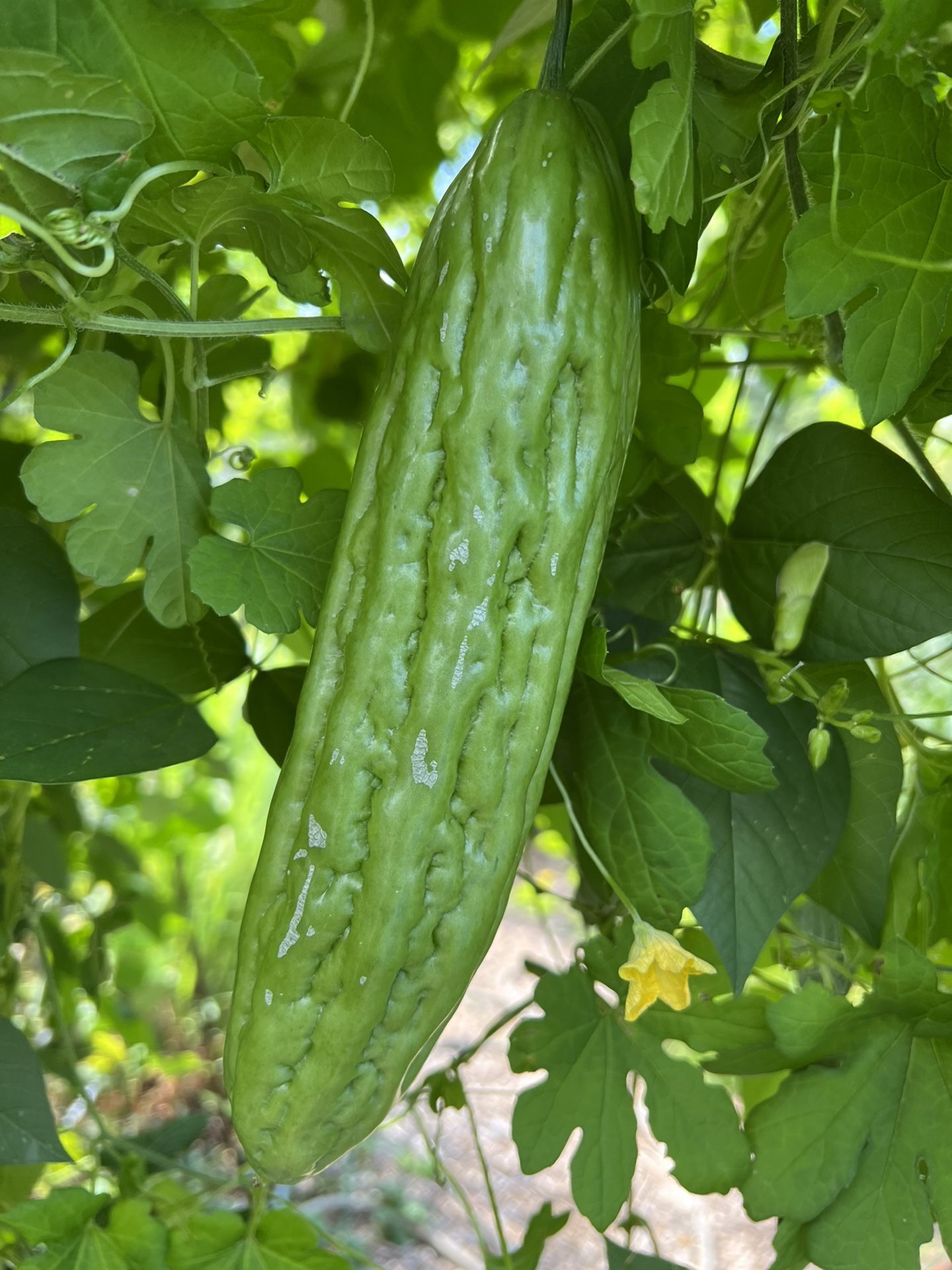 Bitter Melon Seeds