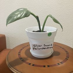 Silver Sword Philodendron 