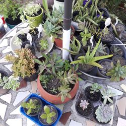 Succulents Flower Pot Plants Assortment