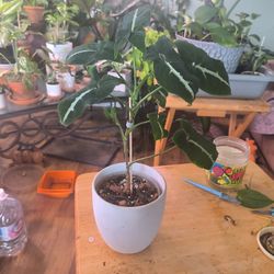 Syngonium wendlandii $15