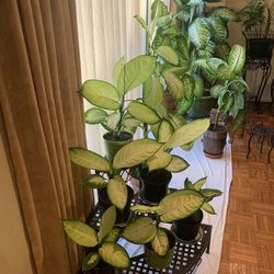 Dumb Cane Dieffenbachia Variety  ($15 each)