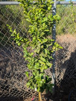 Mexican key lime tree