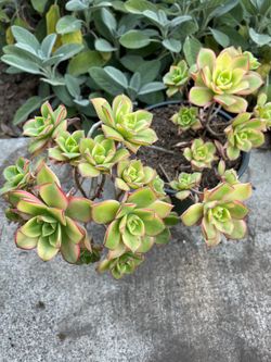 Aeonium Kiwi