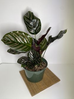 Calathea Ornata “Pinstripe”