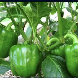 Green Bell Pepper Or Tomato plant 🪴 🫑  🍅 