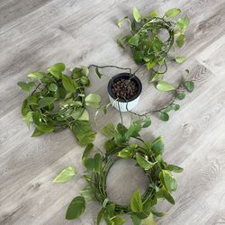 Long pothos plants in LECA semi-hydroponic system