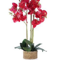 Orchid Arrangement Decor.