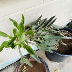 KALANCHOE PLANTS MEDICINAL MALA MADRE PLANTAS GRANDES 