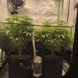 Grow tent
