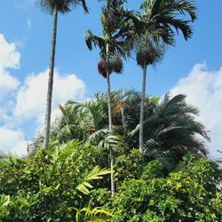 3 CARPENTARIA PALMS 35FT TALL
