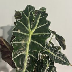 Alocasia Polly (African Mask Plant)