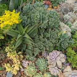 Succulents