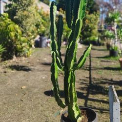 Euphorbia Cactus Succulent Plant