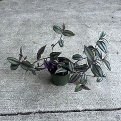 Striped Tradescantia Plant In Pot Vibrant 