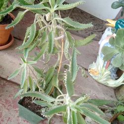 Plants Madre De Mil Hijos