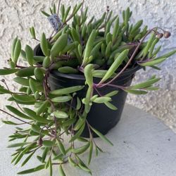 6 Inch Pot Succulent Plant - Ruby Necklace - Crassothonna Capensis - Rare - Rooted  & Established - Drought resistant - 🪴 