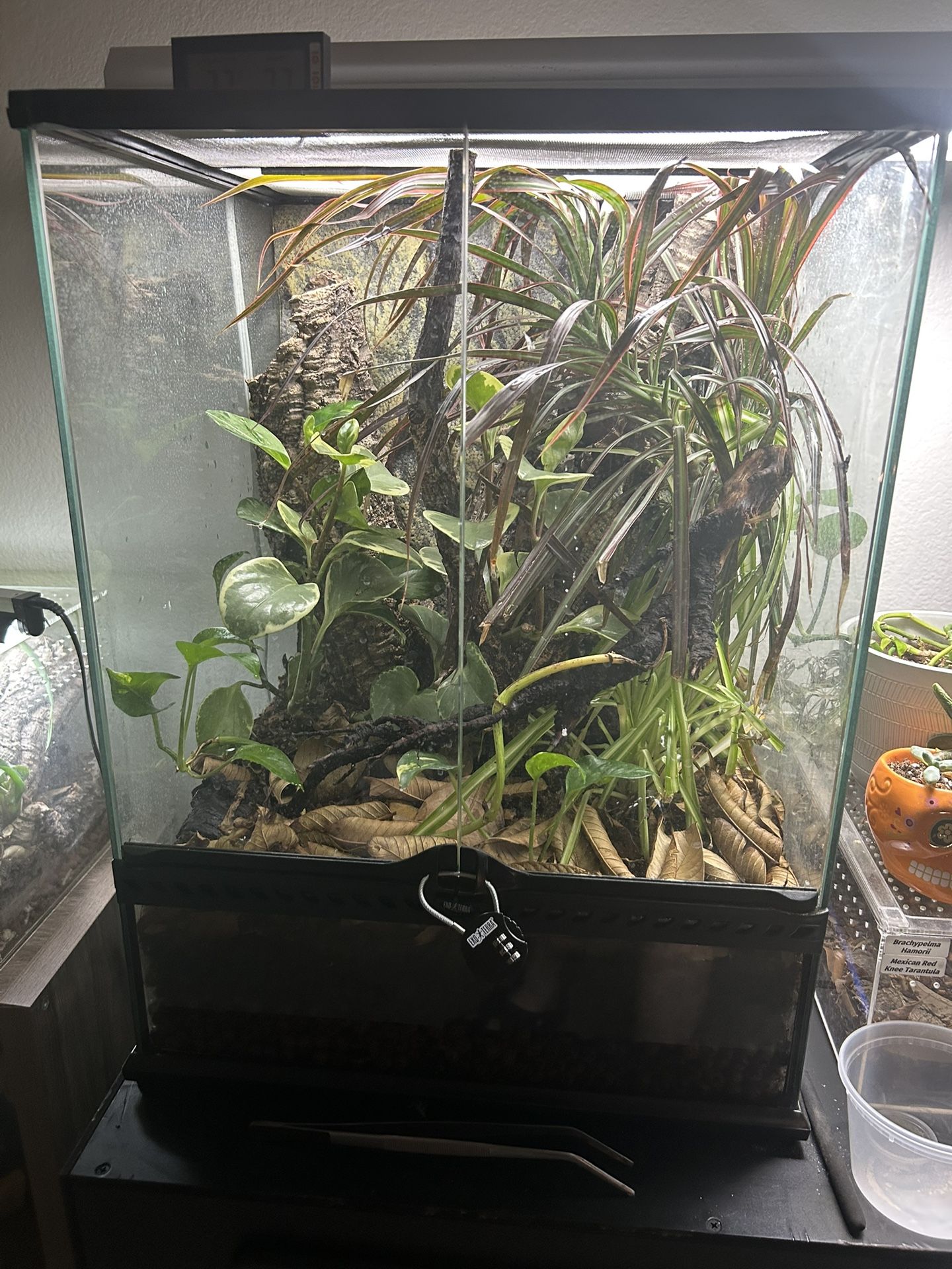 BIOACTIVE CHAHOUA GECKO ENCLOSURE