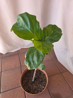 Fiddle leaf tree