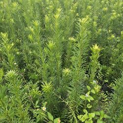 podocarpus  over 4 feet tall Instant Privacy Hedge For Fence Green Full Ready 