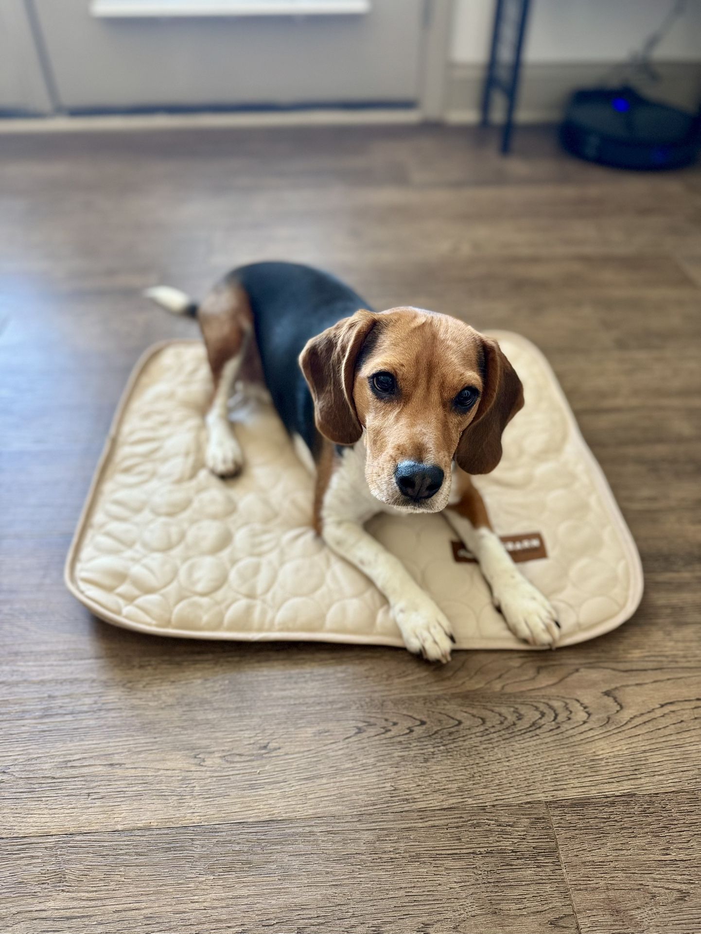 Dog Cooling Mat (new) 