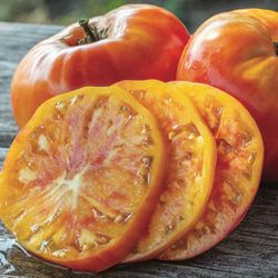 Big Tomato Plants fruiting ! Many varieties