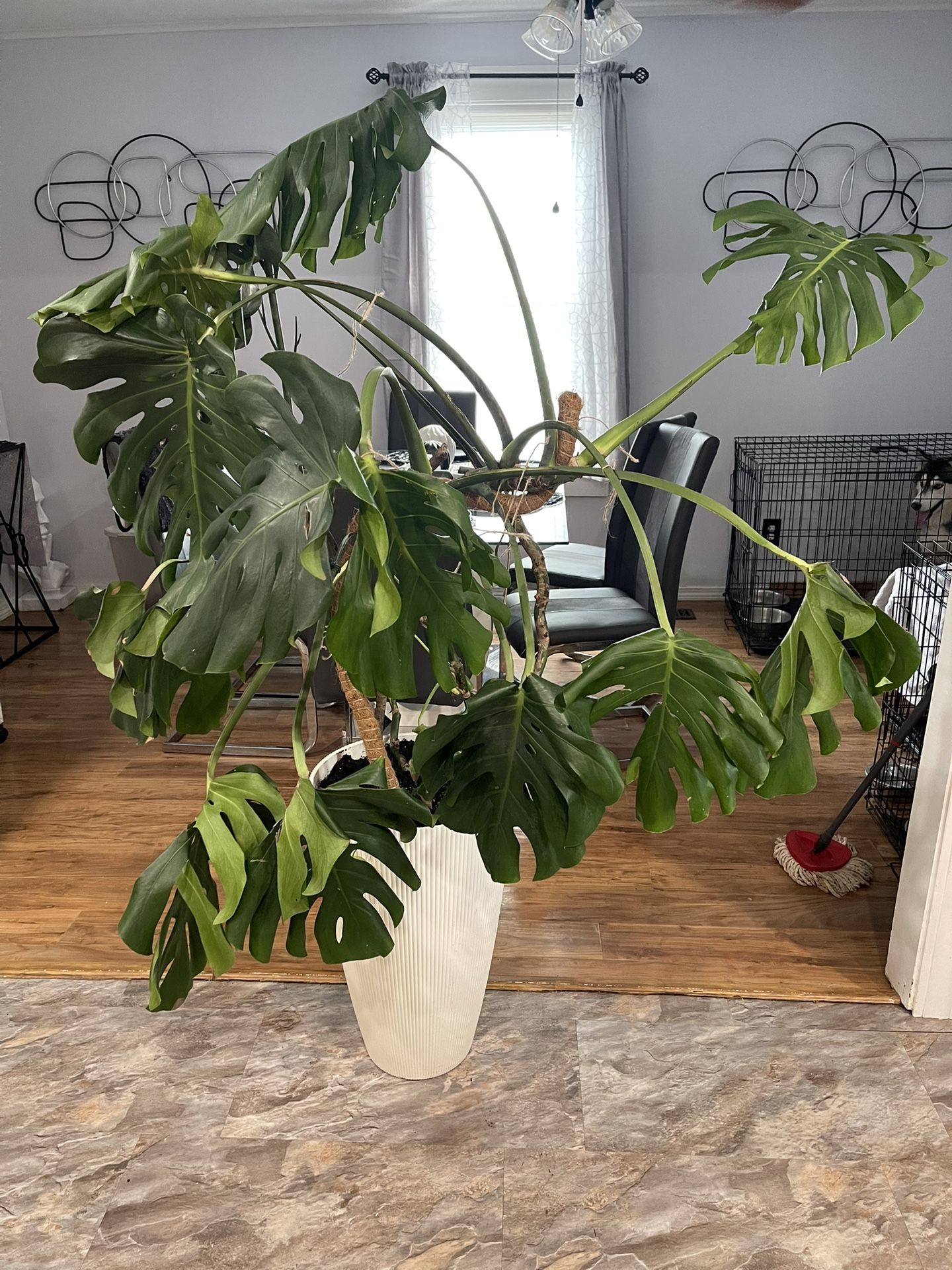 Large monstera Plant