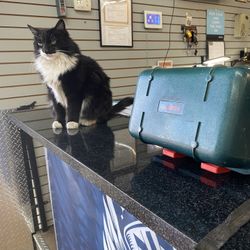 Bosch Professional Level