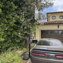 basketball Hoop - Free