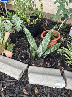 Snake Plant (Sansevieria)