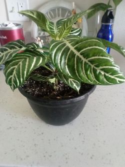 zebra plant plus ceramic pot
