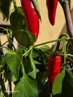 Serrano chili plants 8-12 inches full Rooted Live