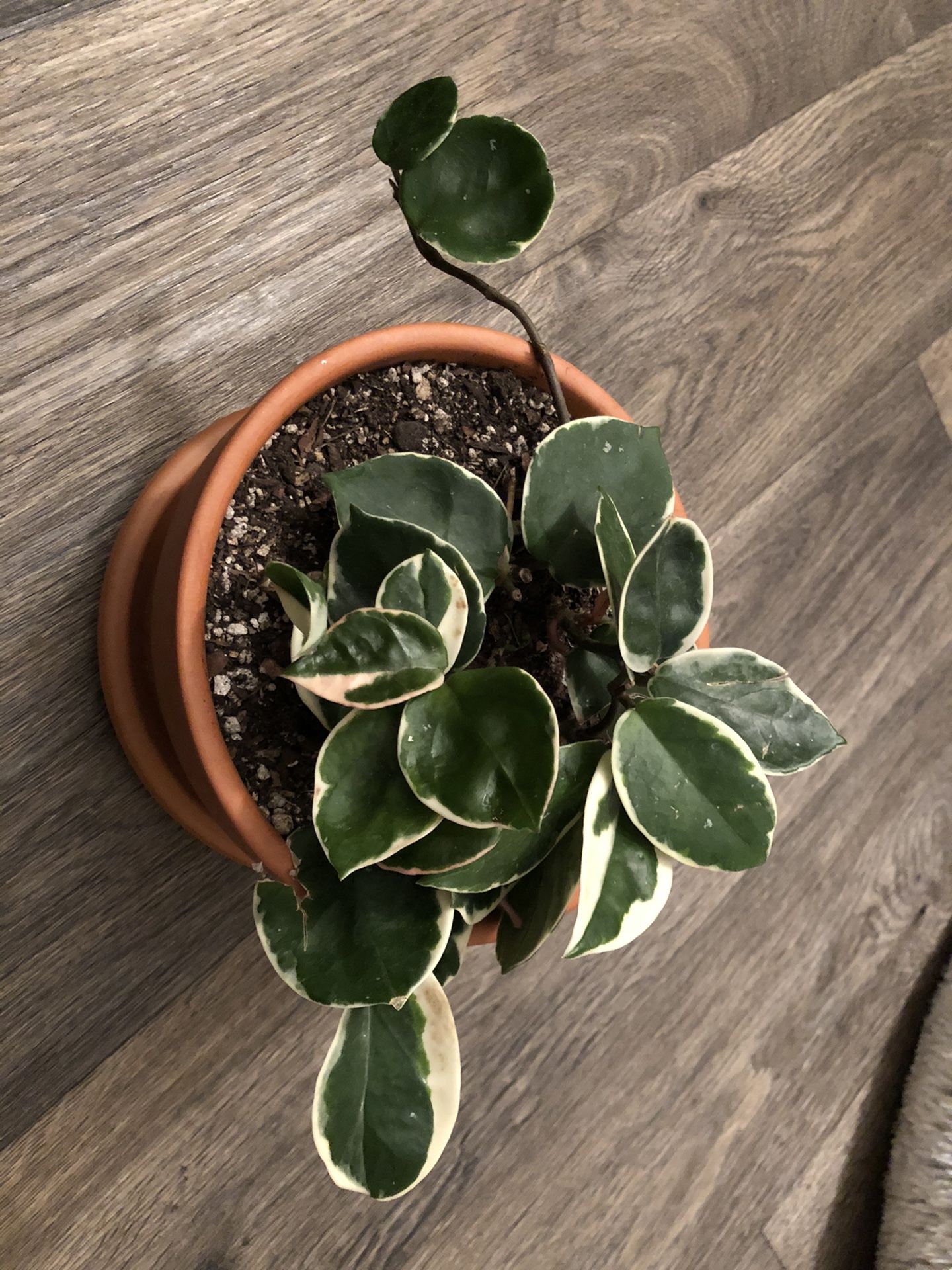 Hoya carnosa tri color