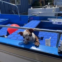 Boston Whaler