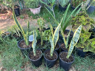 Snake plants