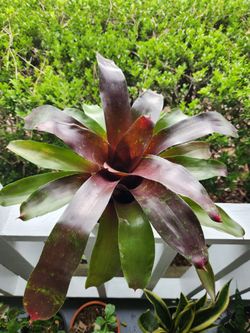 Bromeliads