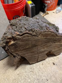 A big burl from Salem